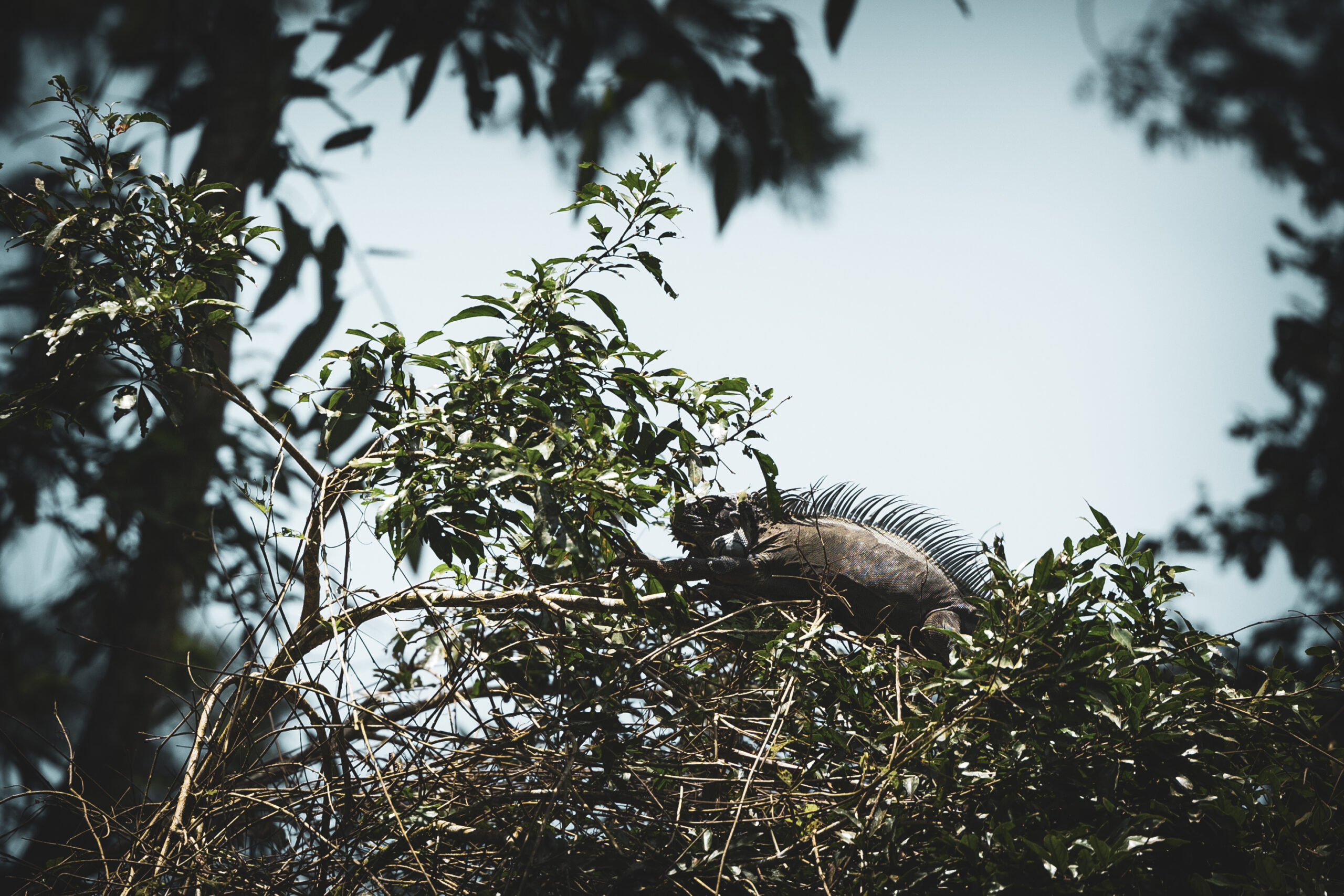 Costa Rica wildlife