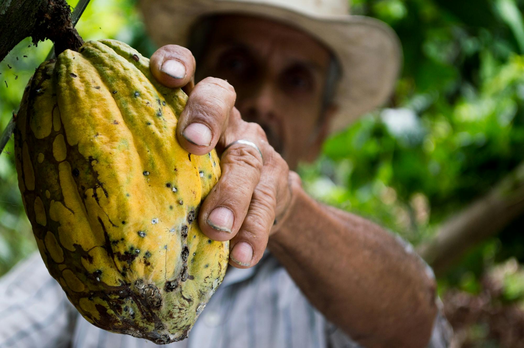 Cacao Chocolate Tour