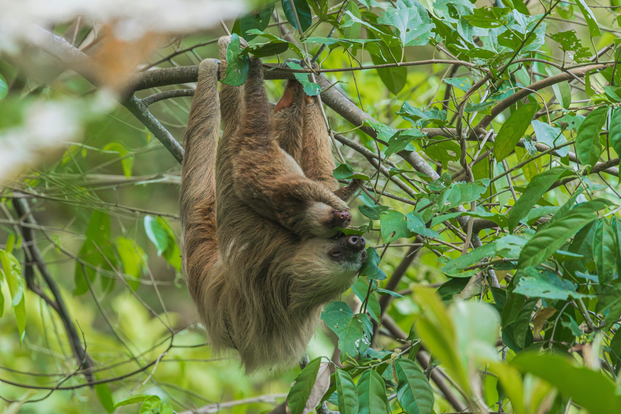 Sloth Costa Rica